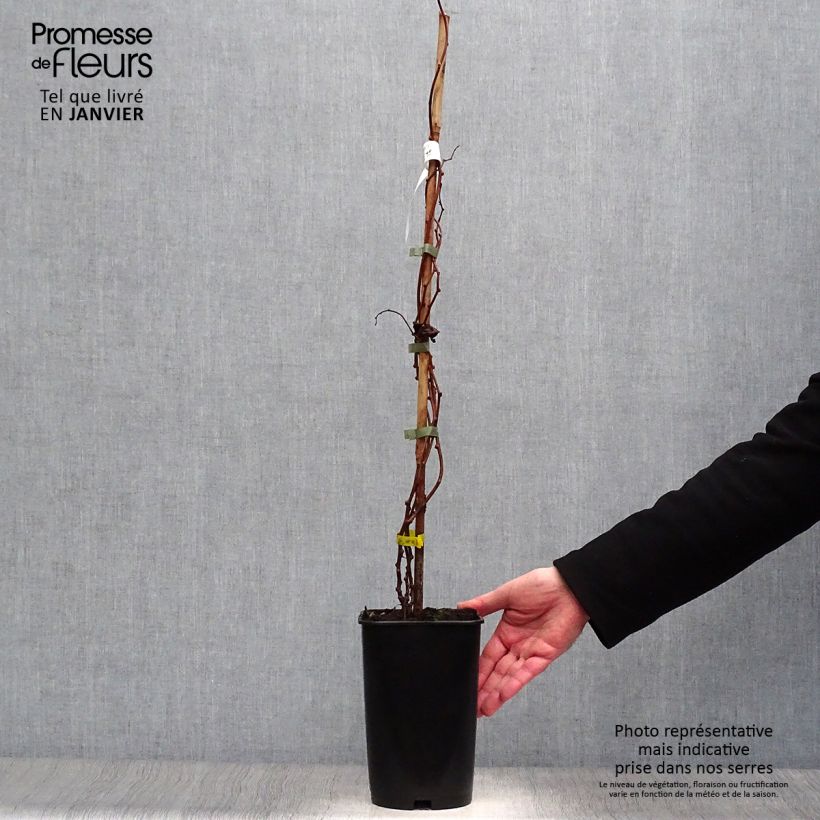 Exemplar von Actinidia arguta Kokuwa - Zwerg Kiwi Topf mit 2L/3L wie im Winter geliefert