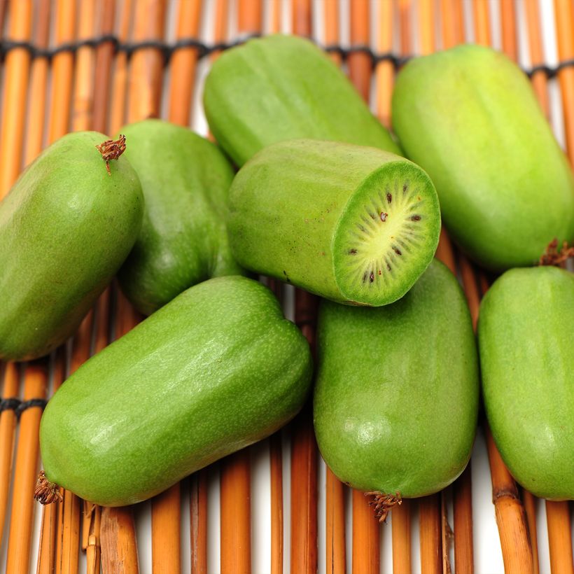 Actinidia arguta Super Jumbo (Weiblich) - Zwerg Kiwi (Harvest)