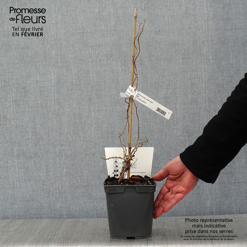 Exemplar von Actinidia arguta Super Jumbo (Weiblich) - Zwerg Kiwi Topf mit 1,5L/2L wie im Winter geliefert