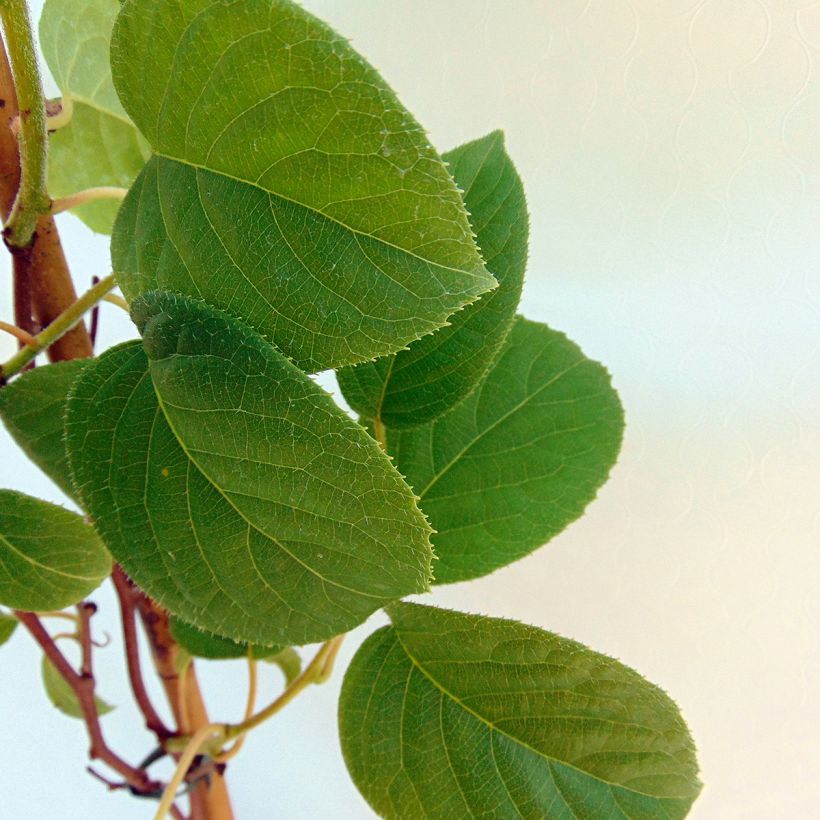 Actinidia arguta Vitikiwi - Zwerg Kiwi (Foliage)