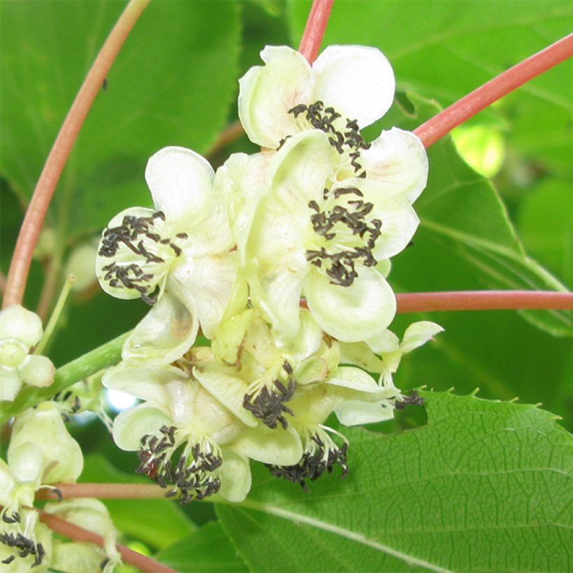Actinidia arguta Weikii - Zwerg Kiwi (Flowering)