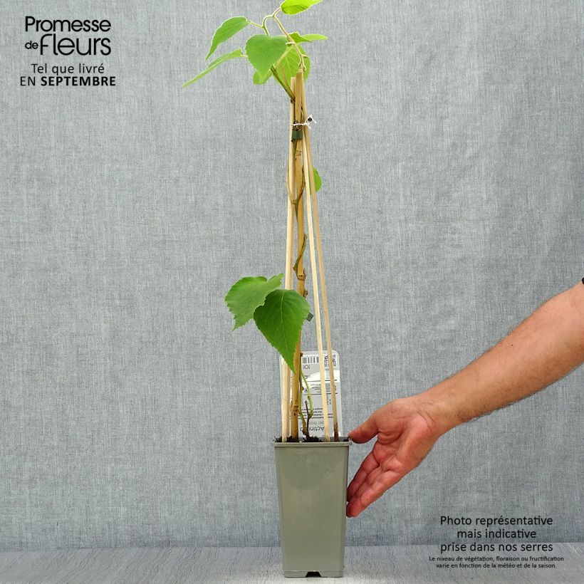 Example of Actinidia deliciosa Boskoop - Chinesischer Strahlengriffel Topf mit 1,5L/2L as you get in automne