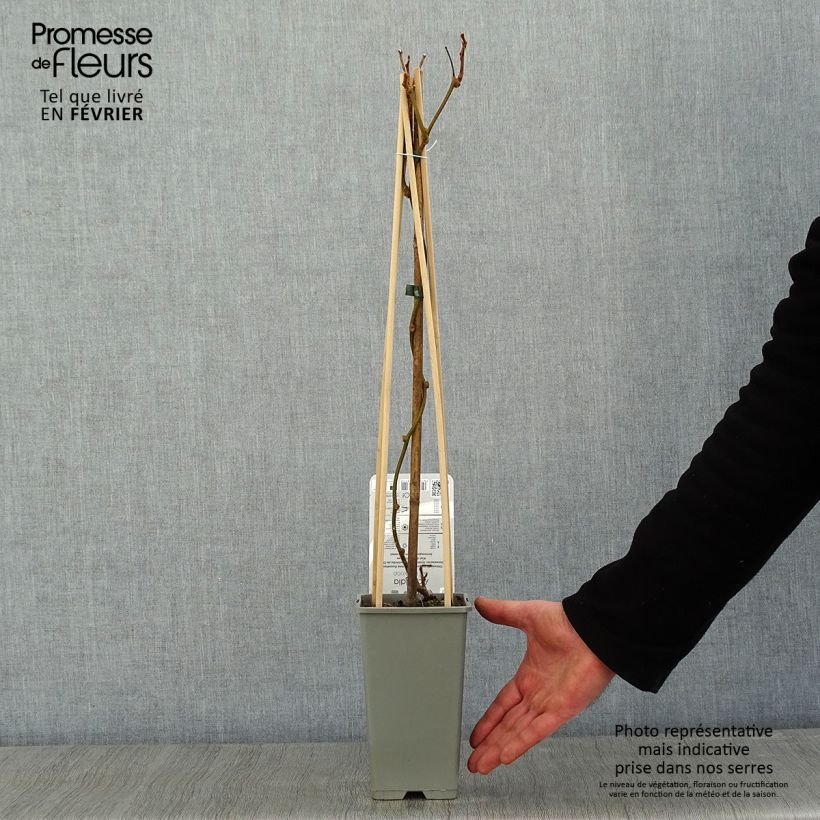 Exemplar von Actinidia deliciosa Boskoop - Chinesischer Strahlengriffel Topf mit 1,5L/2L wie im Winter geliefert