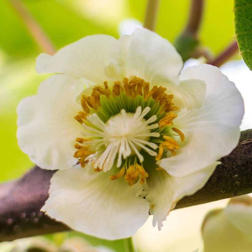 Actinidia chinensis Solo - Chinesischer Strahlengriffel (Flowering)