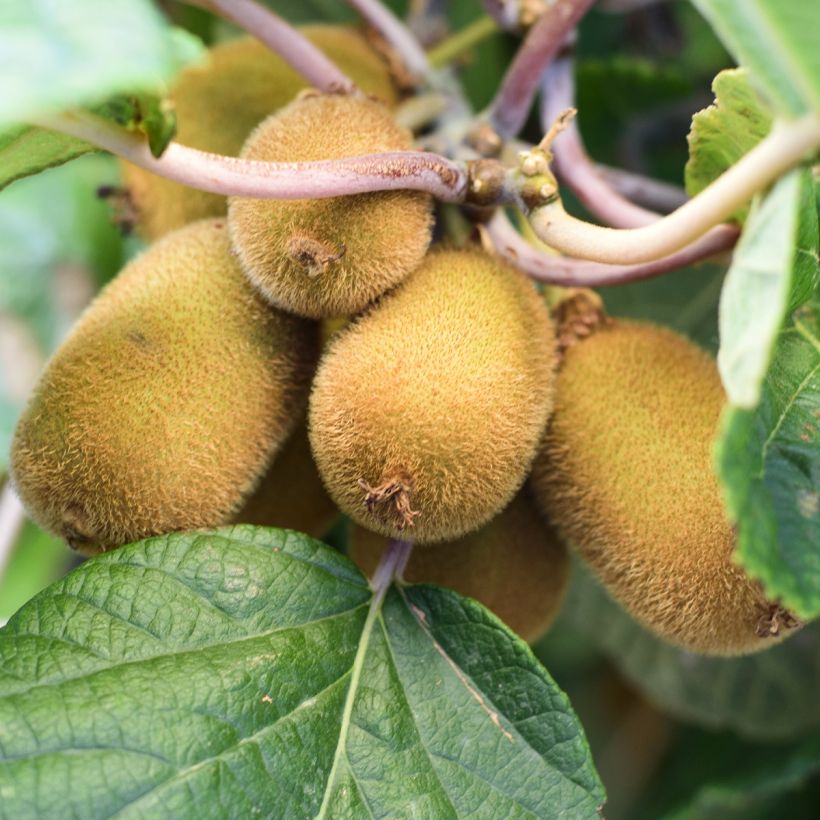 Actinidia chinensis Solo - Chinesischer Strahlengriffel (Harvest)