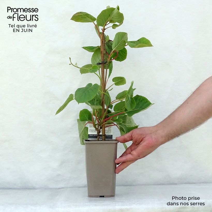 Example of Actinidia chinensis Minkimale (Männlich) - Chinesischer Strahlengriffel Topf mit 1,5L/2L as you get in ete