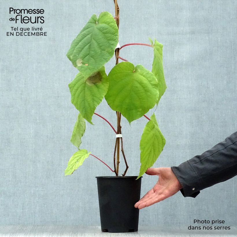 Exemplar von Actinidia deliciosa Belen - Chinesischer Strahlengriffel Topf mit 2L/3L wie im Winter geliefert