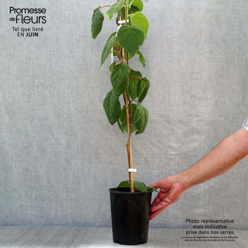 Exemplar von Actinidia deliciosa Belen - Chinesischer Strahlengriffel Topf mit 2L/3L wie im Sommer geliefert