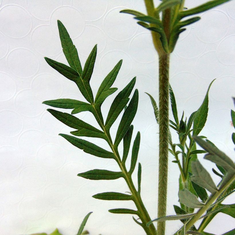 Acker-Witwenblume - Knautia arvensis (Foliage)