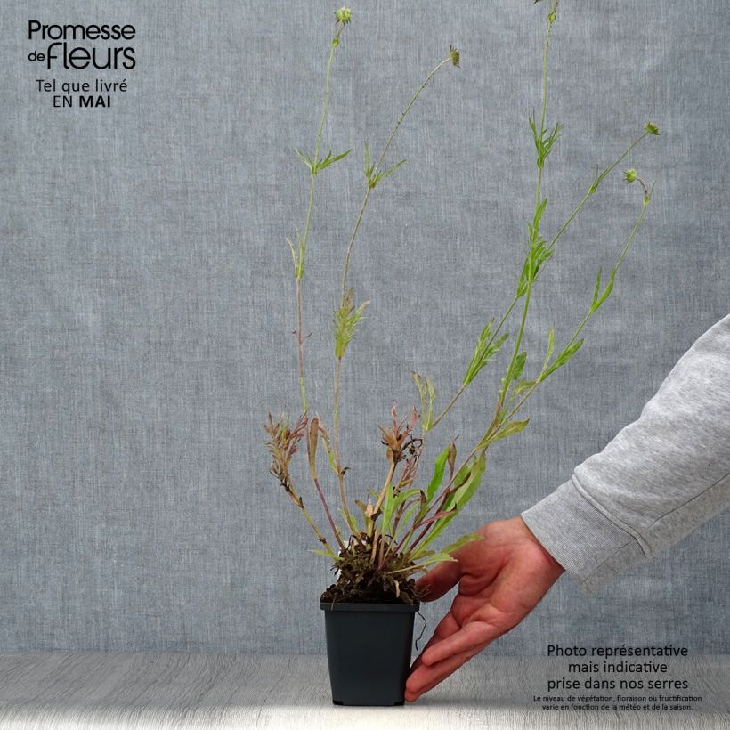 Exemplar von Acker-Witwenblume - Knautia arvensis Kleine Töpfe von 8/9 cm wie im Frühjahr geliefert