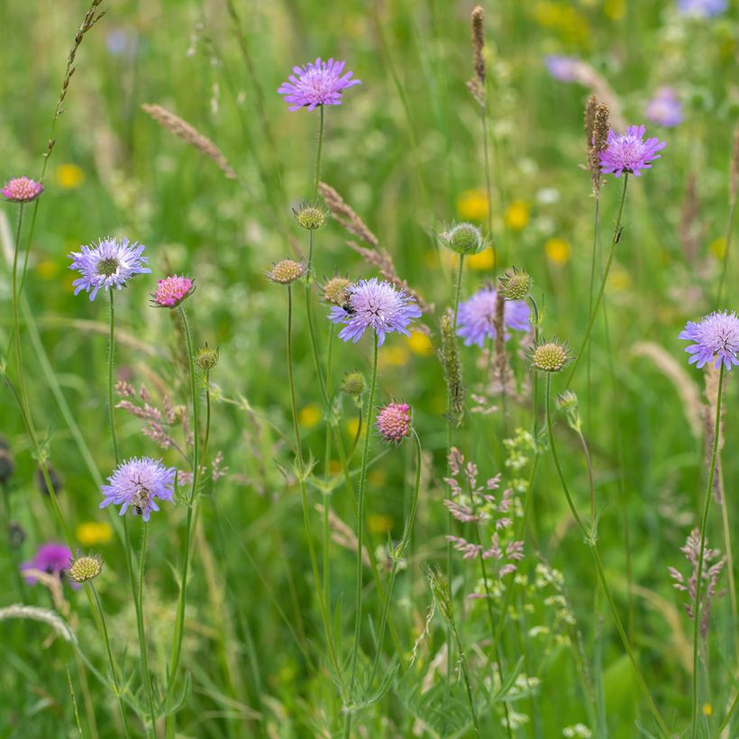 Acker-Witwenblume - Knautia arvensis (Plant habit)