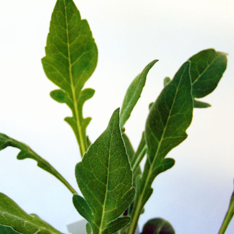 Witwenblume Mars Midget - Knautia macedonia (Foliage)