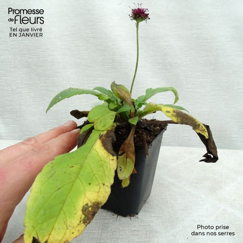 Exemplar von Witwenblume Mars Midget - Knautia macedonia Kleine Töpfe von 8/9 cm wie im Winter geliefert