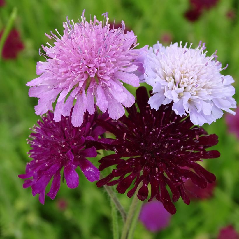 Witwenblume Melton Pastels (Samen) - Knautia macedonica (Flowering)