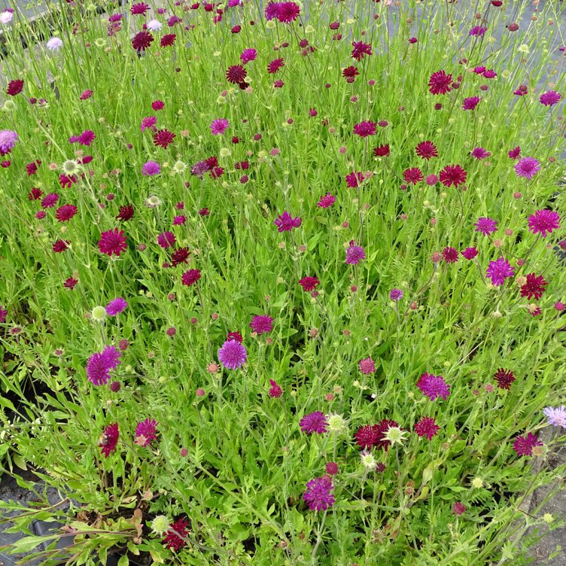 Witwenblume Melton Pastels (Samen) - Knautia macedonica (Plant habit)