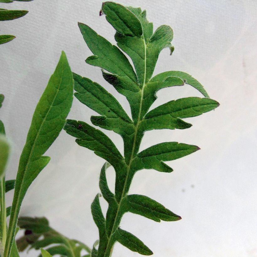 Mazedonische Witwenblume - Knautia macedonica (Foliage)