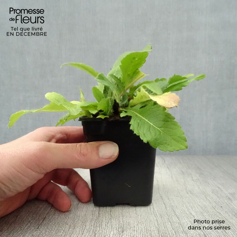 Exemplar von Mazedonische Witwenblume - Knautia macedonica Kleine Töpfe von 7/8 cm wie im Winter geliefert