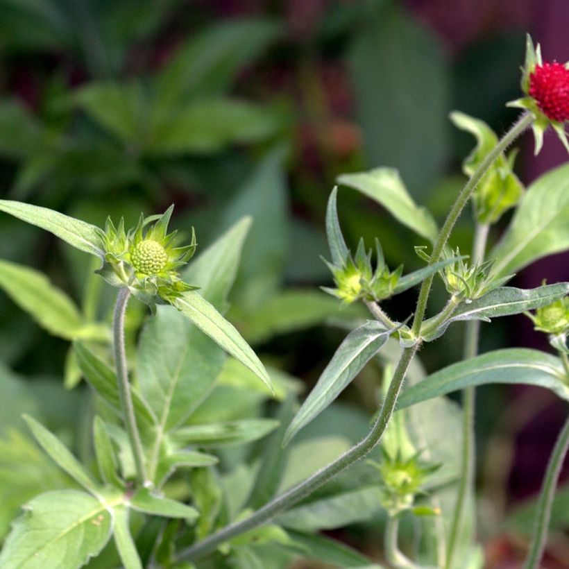 Witwenblume Red Knight - Knautia macedonia (Foliage)