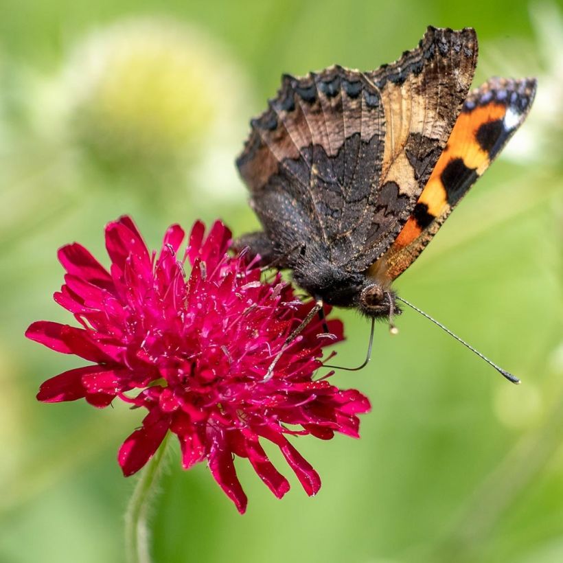 Witwenblume Red Knight - Knautia macedonia (Flowering)