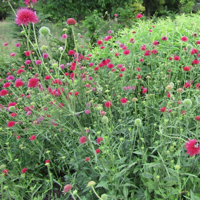 Witwenblume Red Knight - Knautia macedonia (Plant habit)