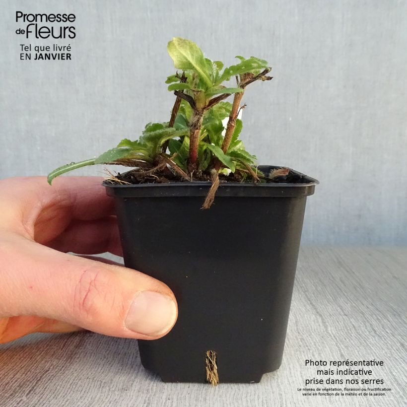 Exemplar von Witwenblume Red Knight - Knautia macedonia Kleine Töpfe von 8/9 cm wie im Winter geliefert