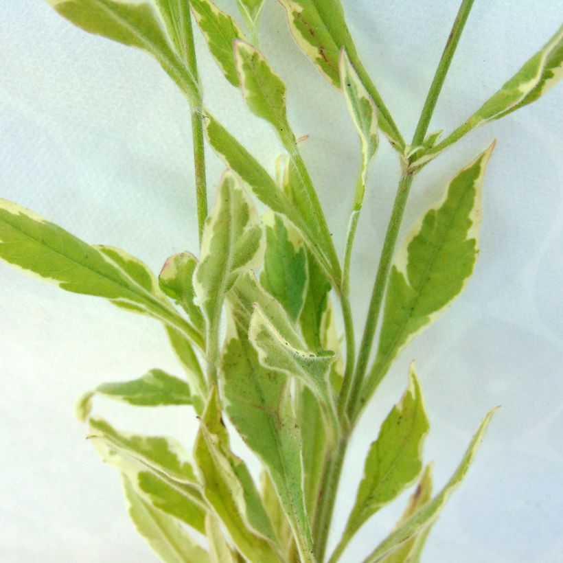 Witwenblume Thunder and Lightning - Knautia macedonica (Foliage)