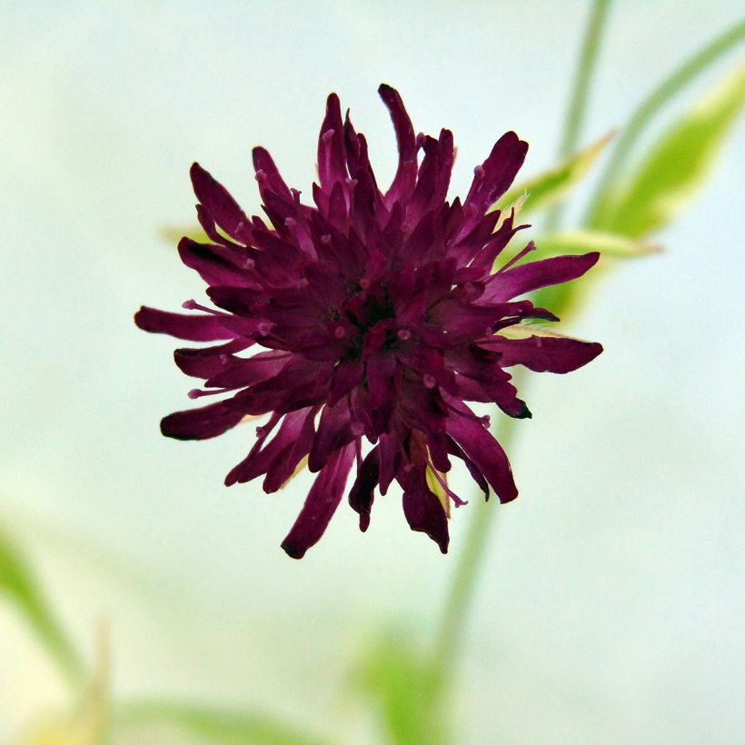 Witwenblume Thunder and Lightning - Knautia macedonica (Flowering)