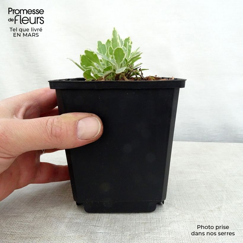 Exemplar von Witwenblume Thunder and Lightning - Knautia macedonica Kleine Töpfe von 8/9 cm wie im Frühjahr geliefert