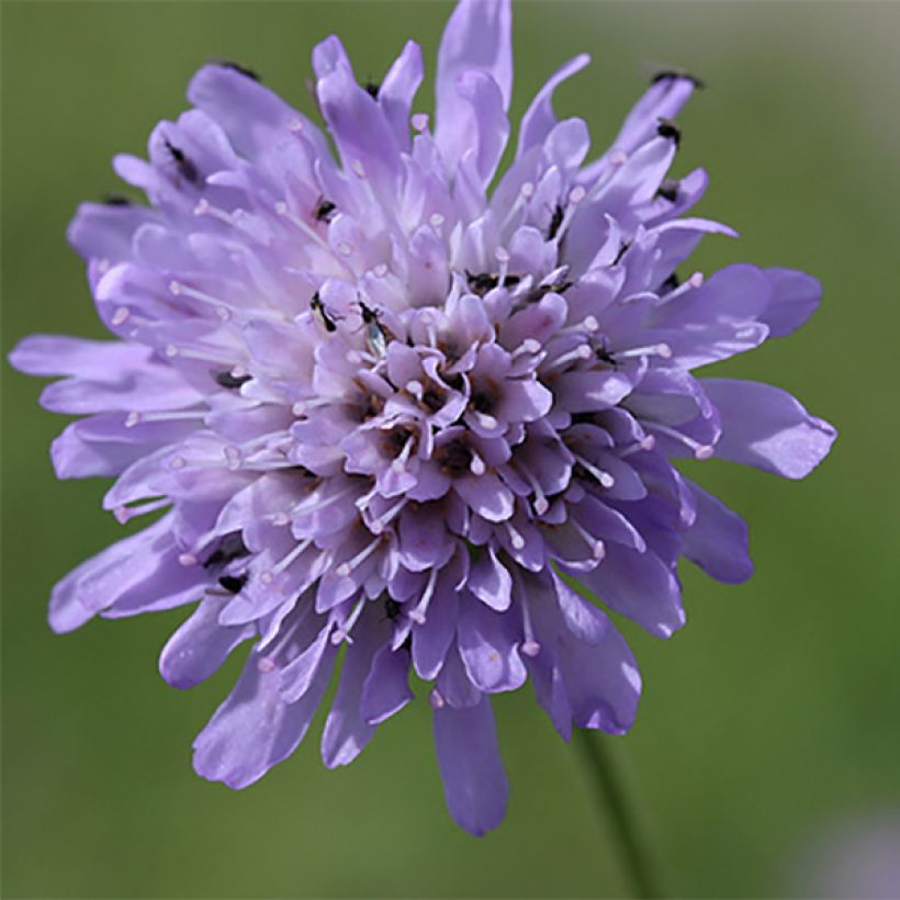Acker-Witwenblume - Knautia arvensis (Flowering)