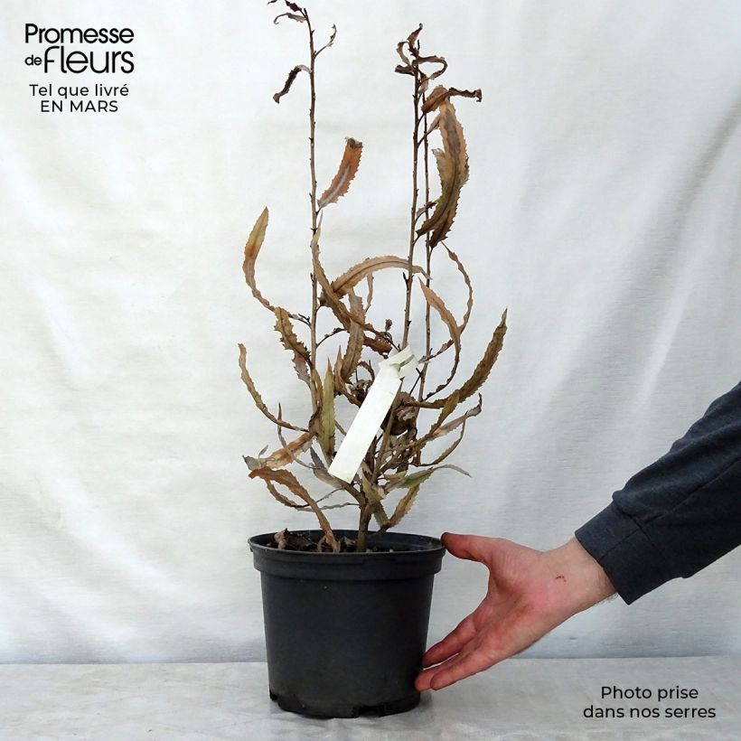 Exemplar von Knightia excelsa - Knightia Topf mit 3L/4L wie im Frühjahr geliefert