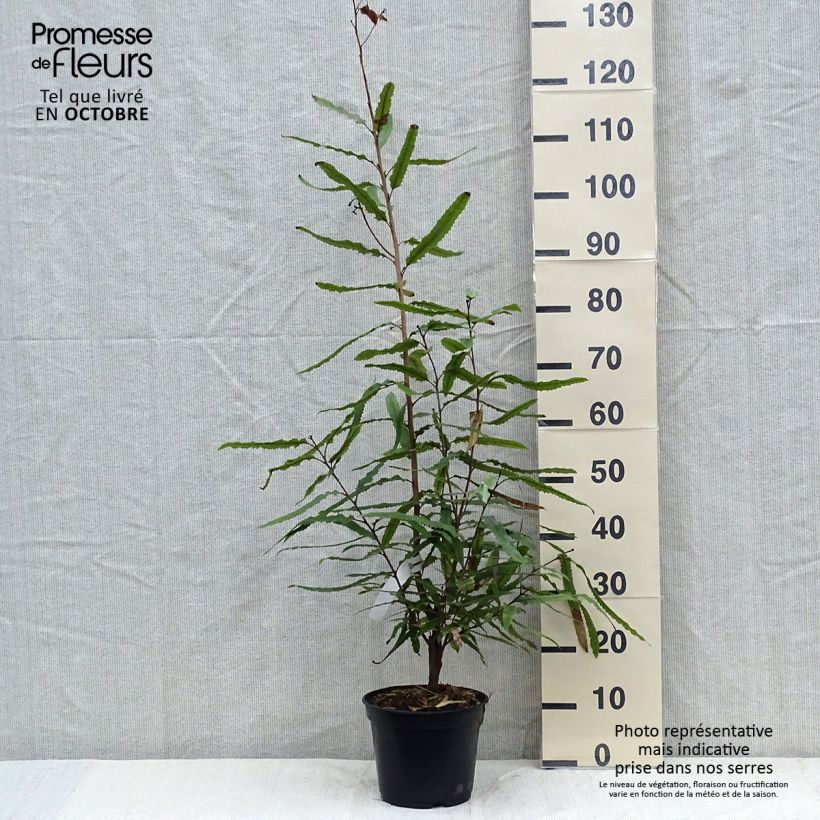 Example of Knightia excelsa - Knightia Topf mit 3L/4L as you get in automne