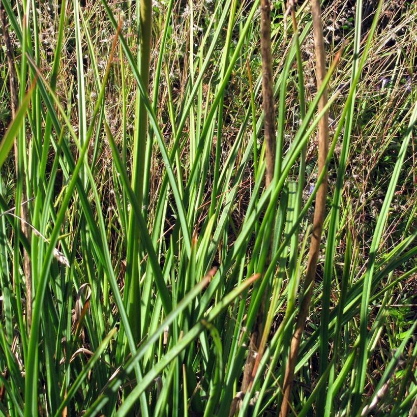 Fackellilie Alcazar - Kniphofia (Foliage)