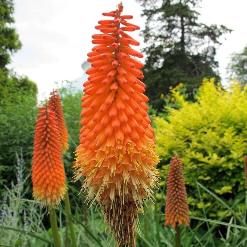 Fackellilie Alcazar - Kniphofia (Flowering)