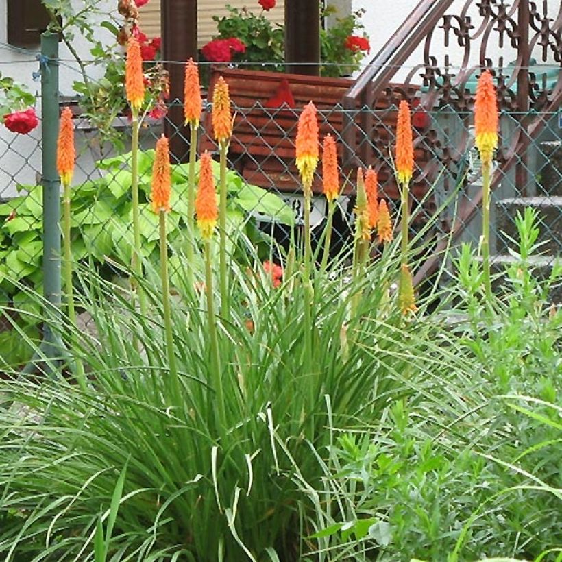 Fackellilie Alcazar - Kniphofia (Plant habit)