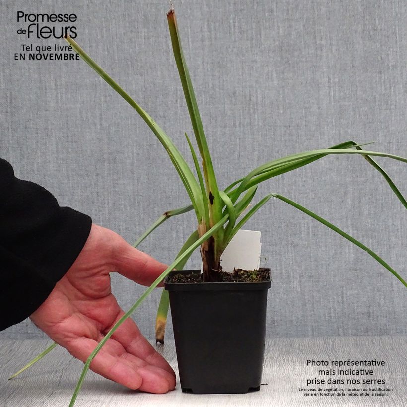 Example of Fackellilie Alcazar - Kniphofia Kleine Töpfe von 8/9 cm as you get in automne