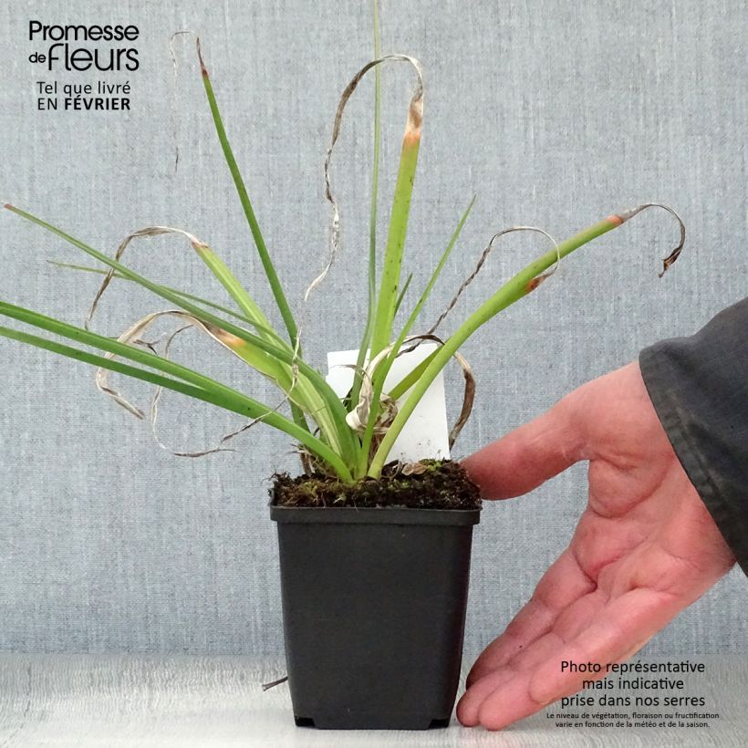 Exemplar von Fackellilie Alcazar - Kniphofia Kleine Töpfe von 8/9 cm wie im Winter geliefert