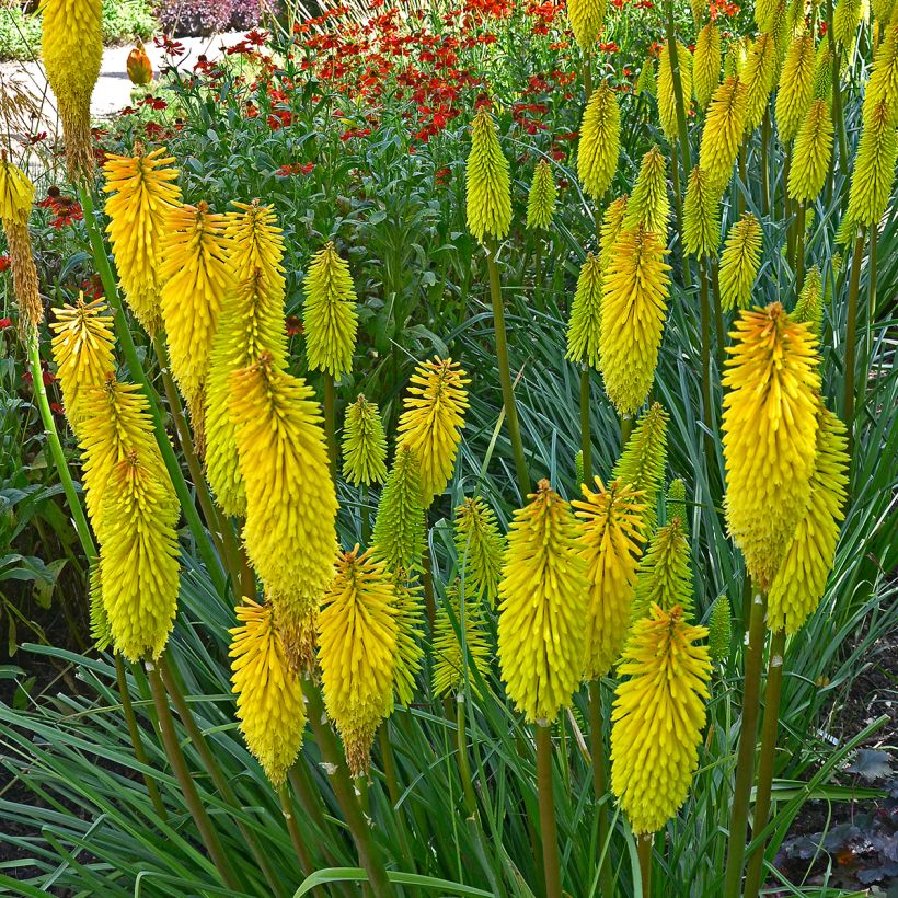 Fackellilie Bees Lemon - Kniphofia (Plant habit)