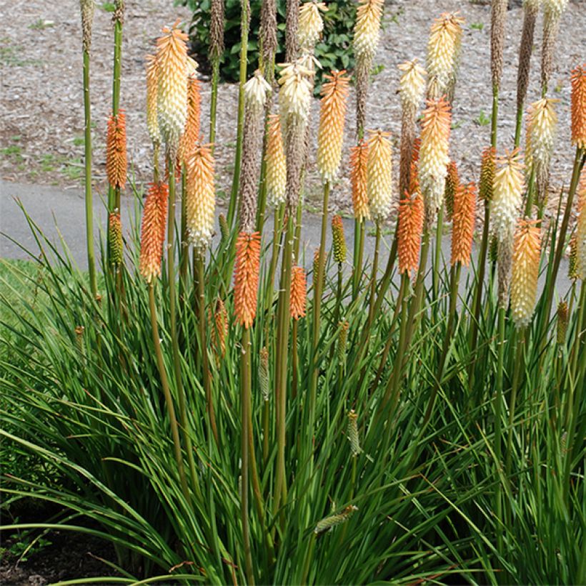 Fackellilie Cobra - Kniphofia (Plant habit)