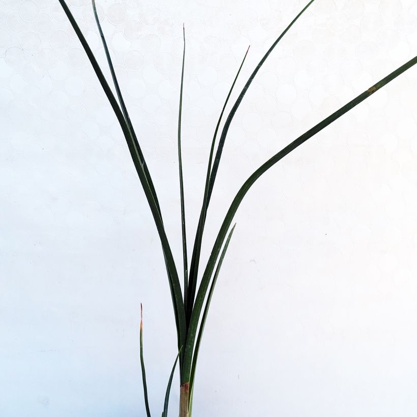 Fackellilie Dorset Sentry - Kniphofia (Foliage)