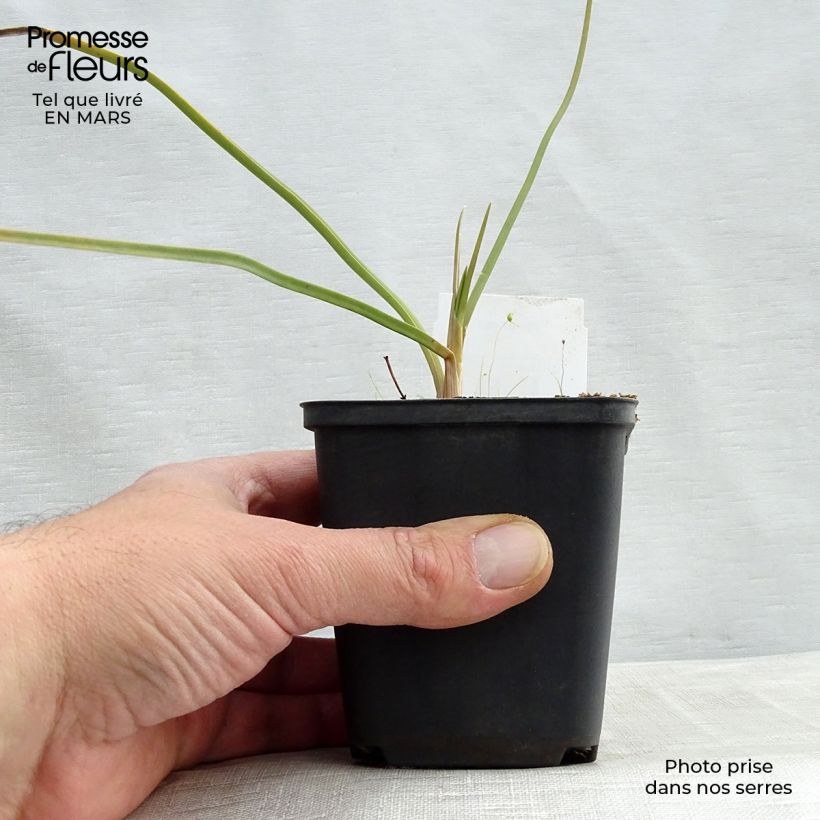 Exemplar von Fackellilie Dorset Sentry - Kniphofia Kleine Töpfe von 8/9 cm wie im Frühjahr geliefert