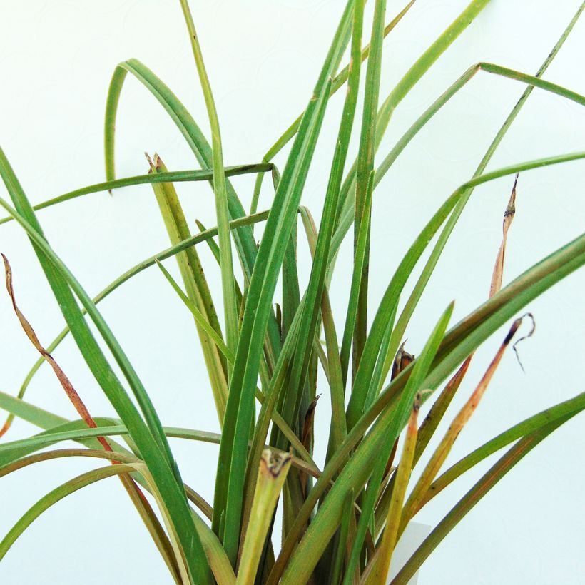Fackellilie Elvira - Kniphofia (Foliage)