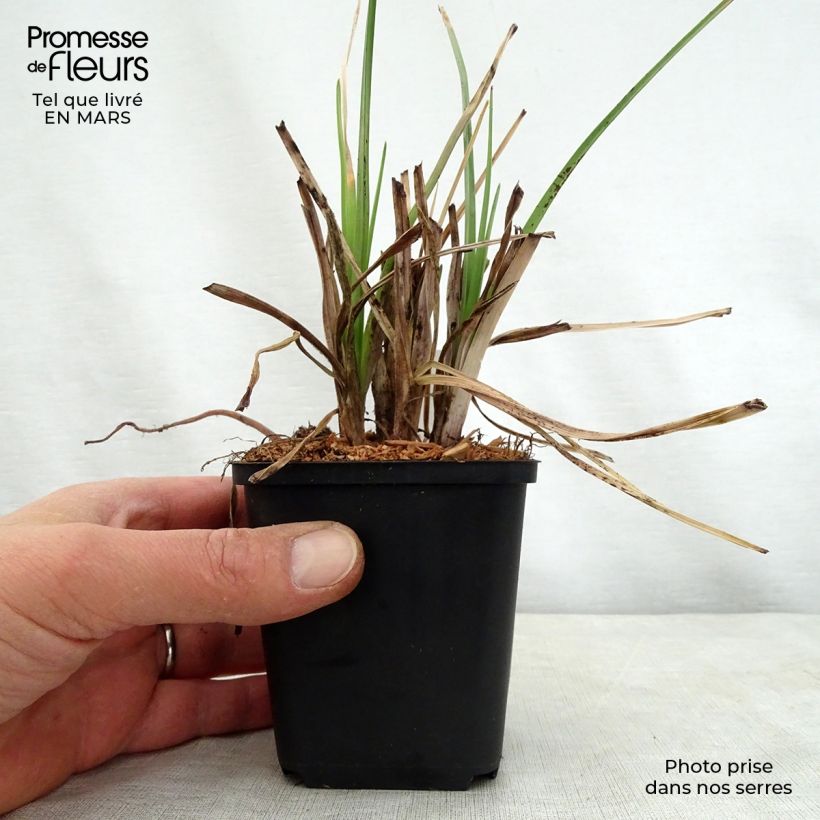 Exemplar von Fackellilie Elvira - Kniphofia Kleine Töpfe von 8/9 cm wie im Frühjahr geliefert