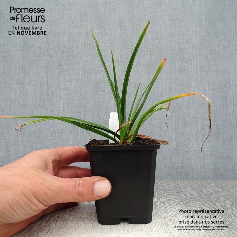 Example of Fackellilie Flamenco - Kniphofia Kleine Töpfe von 8/9 cm as you get in automne