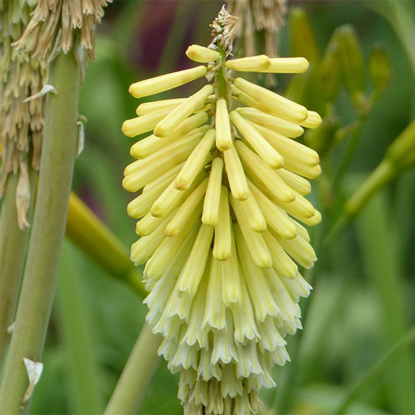Fackellilie Green Jade - Kniphofia (Flowering)