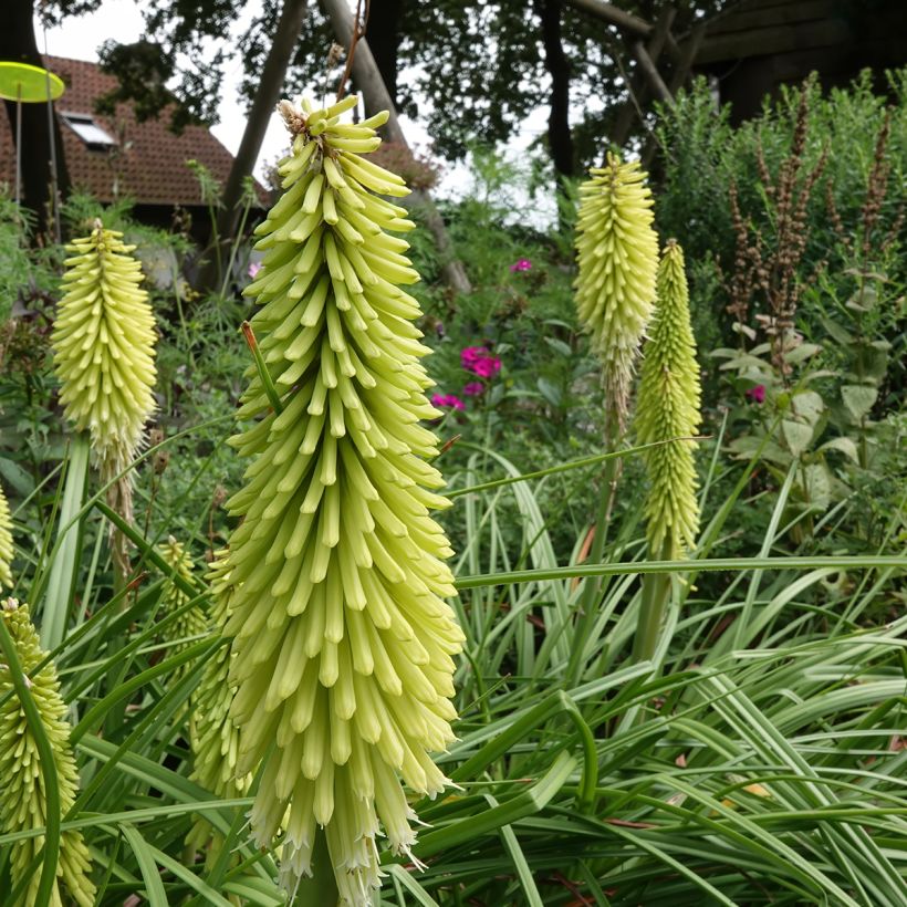 Fackellilie Green Jade - Kniphofia (Plant habit)