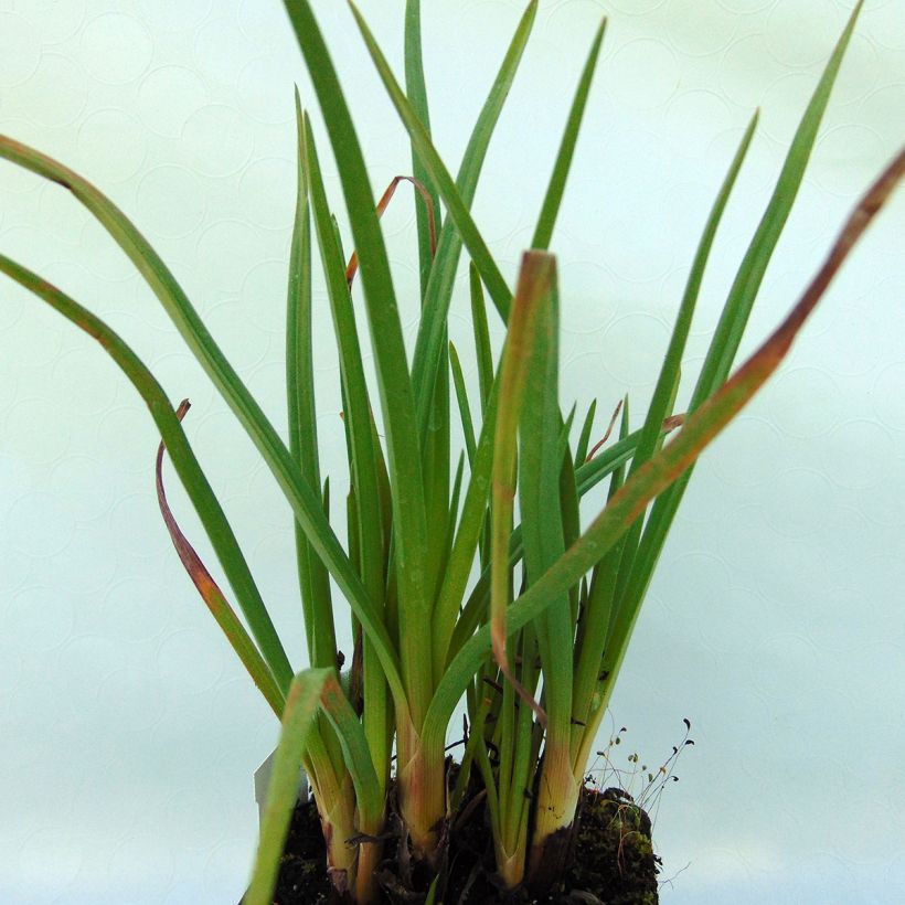 Fackellilie Ice Queen - Kniphofia (Foliage)