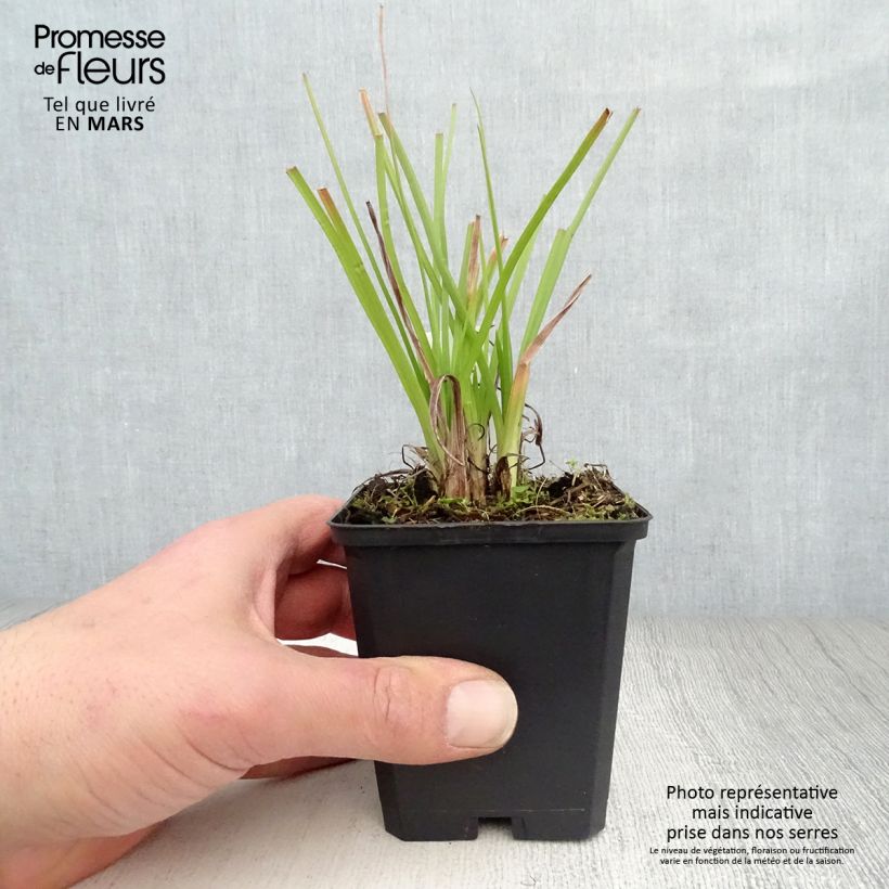 Exemplar von Fackellilie Ice Queen - Kniphofia Kleine Töpfe von 8/9 cm wie im Frühjahr geliefert