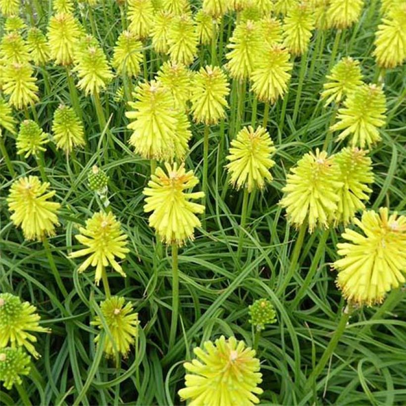 Fackellilie Limelight - Kniphofia (Flowering)
