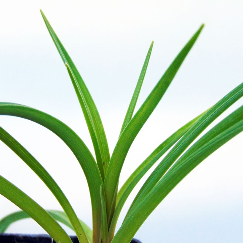 Fackellilie Limelight - Kniphofia (Foliage)