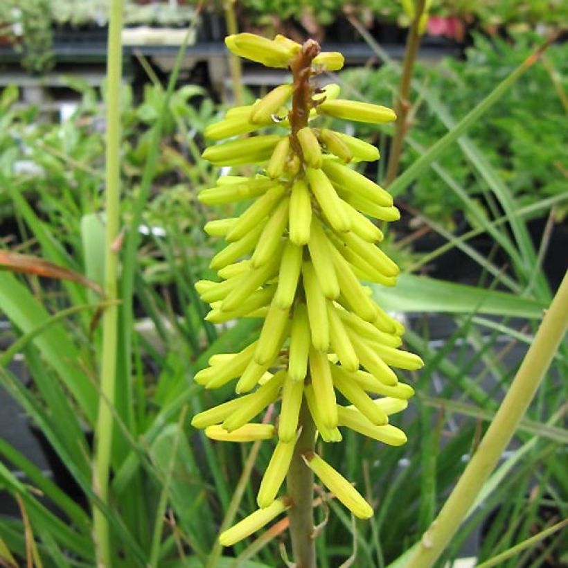 Fackellilie Little Maid - Kniphofia (Flowering)